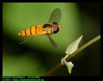 Hoverfly
