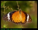sgbutterfly1