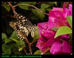 sgbutterfly2
