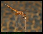sgdragonfly1