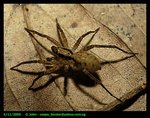 A small wolf spider