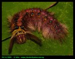 A very unusual and beautiful caterpillar