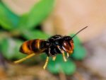 Hornet (Vespa velutina)  墨胸胡蜂