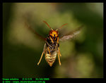 Hornet (Vespa velutina)  墨胸胡蜂