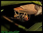 Hornet (Vespa velutina)  墨胸胡蜂