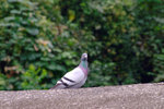DSCF2203