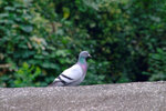 DSCF2204