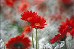08HKFS024RVP100F