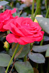 DSCF0014