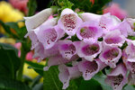 DSCF0038