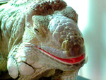 DSCF0540