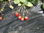 IMGP0786