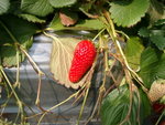 IMGP0795