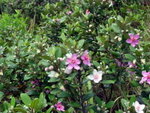 DSCN6173