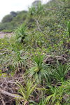 DSCN03324