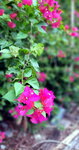 DSCN03329