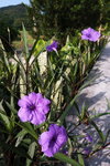 DSCN03385