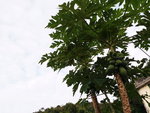 DSCN03398