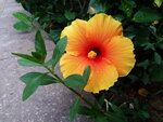 DSCN06383