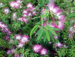 DSCN06387