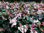 DSCN06390