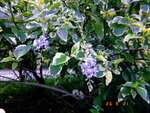 DSCN05443