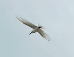DSCN03185