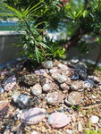 DSCN14065