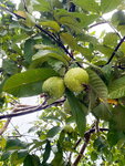 DSCN06232