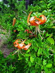 DSCN04974