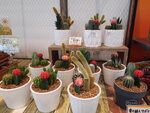 DSCN05196