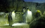 南極小企鵝