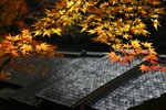IMG_1116