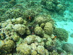 DSCN05226