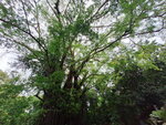 DSCN05385