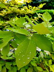 DSCN05556