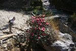 尼泊爾國花~ Rhododendron