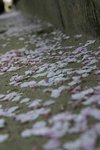 IMG_0512