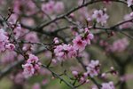 IMG_0622