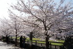 還末到熊本城, 只係城池周邊o既櫻花, 經已開得非常璀璨奪目~~