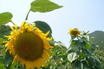 太陽花花~ 向日葵