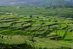 綠油油的梯田