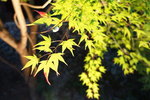 DSCN03723