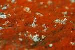 由紅色地衣植被附著而形成的紅石灘