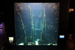 世界水域館內的~ 巨大海藻林