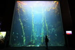 館內資料說, 巨藻生長長度可以超到60米...