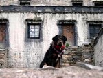 0054 Tibet