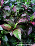 DCF_0132 BC