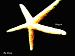DCF_0194 BC