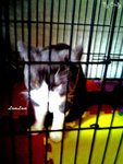 DCF_0244 BC